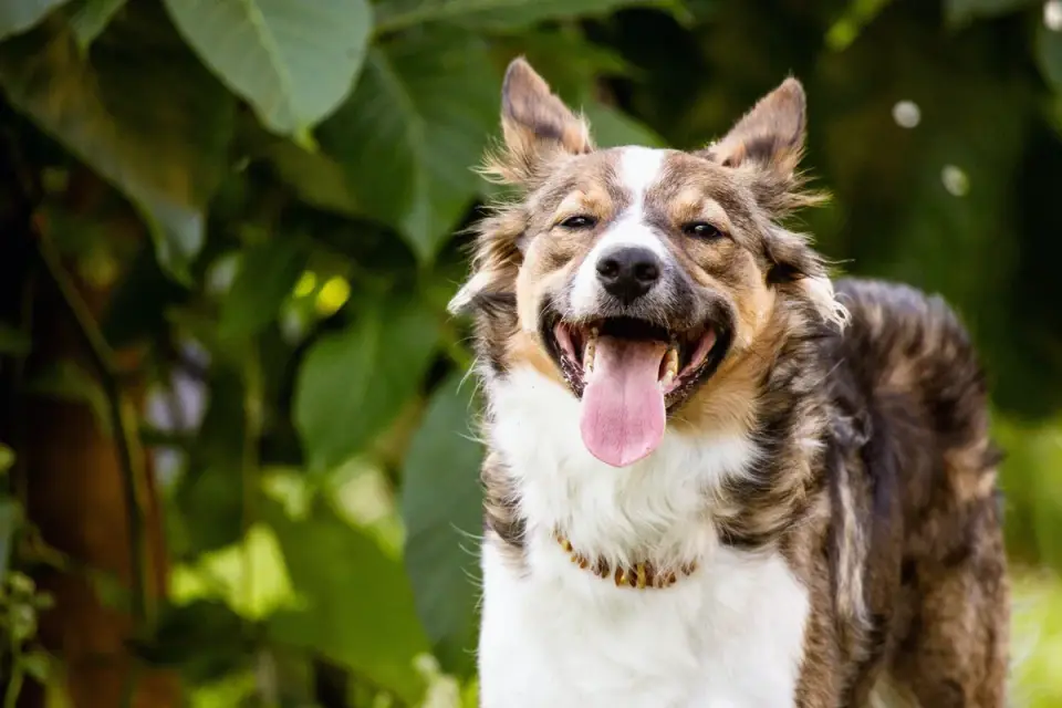 Dog panting outdoors