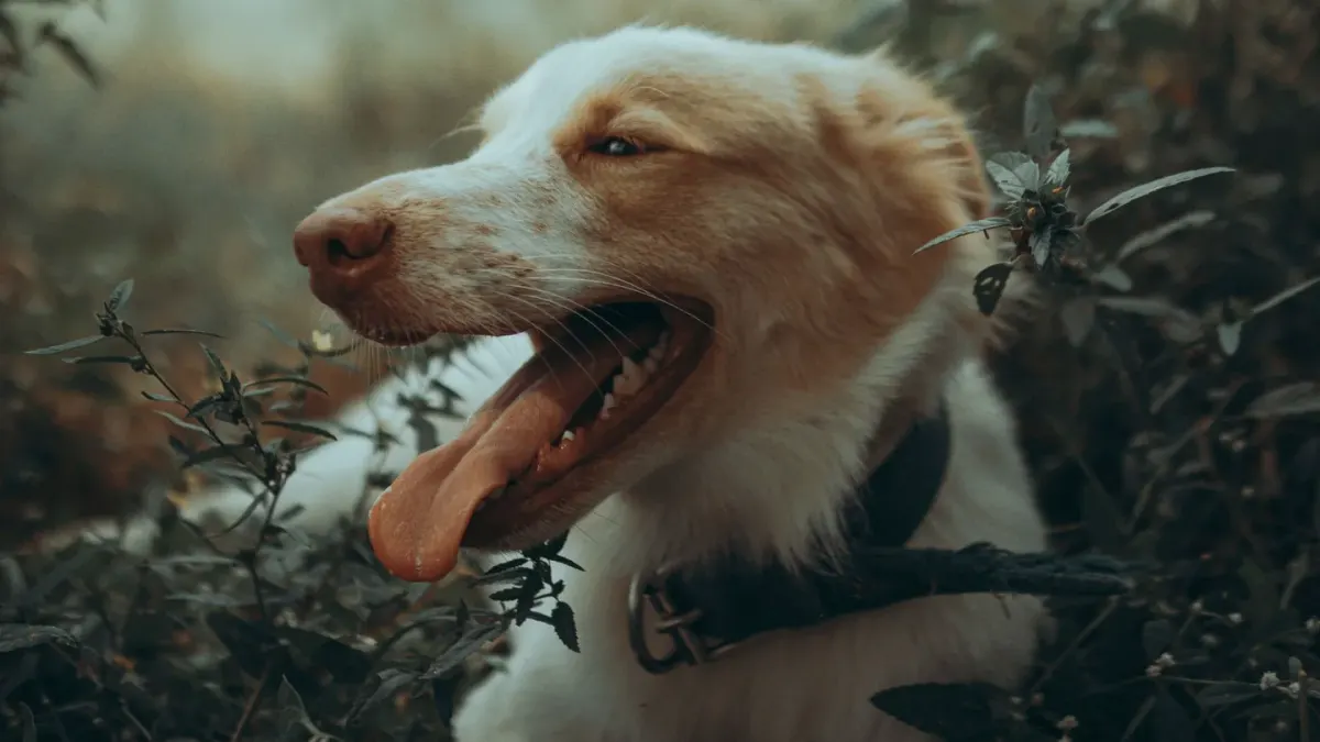 Dog panting outdoors
