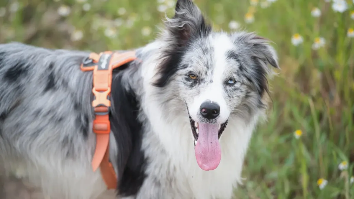 Dog panting outdoors