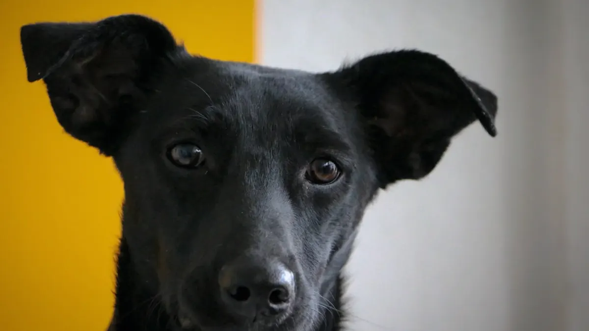 Dog portrait