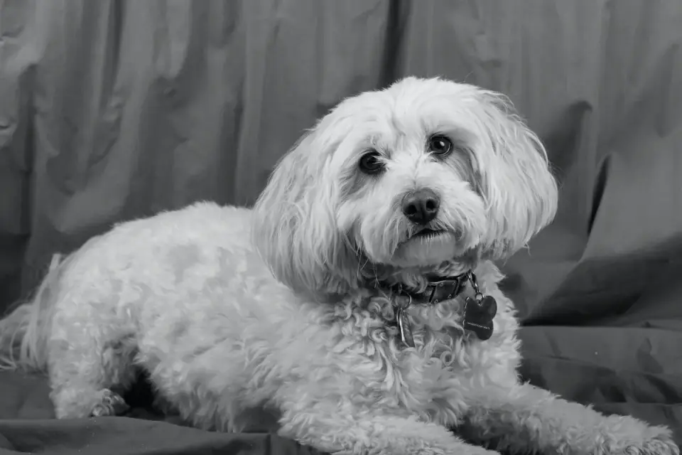 Dog portrait