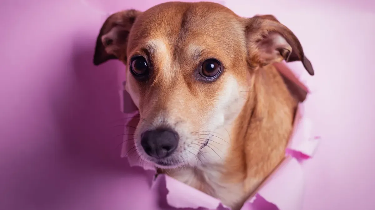 Dog portrait