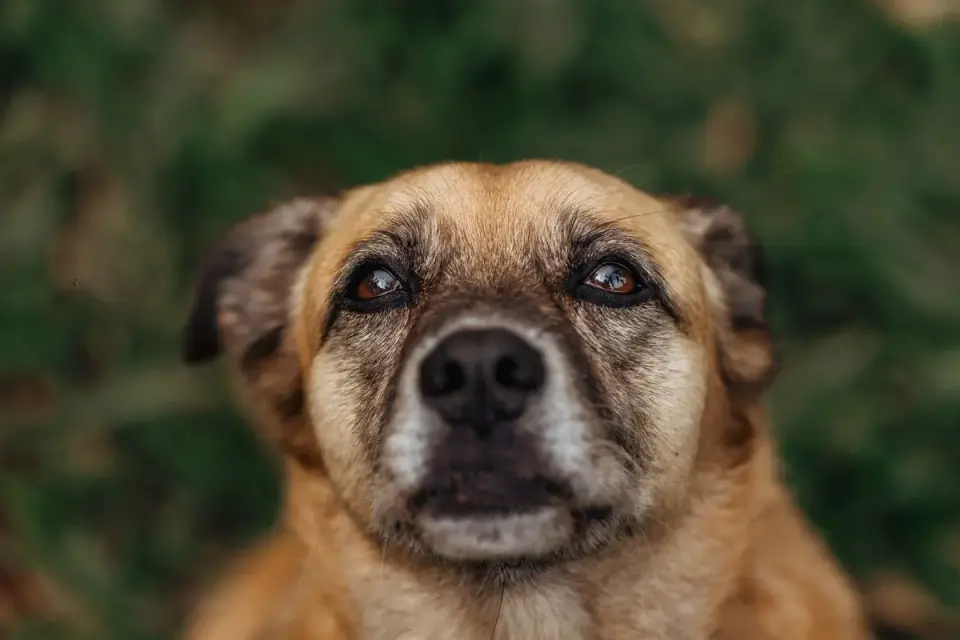 Dog portrait