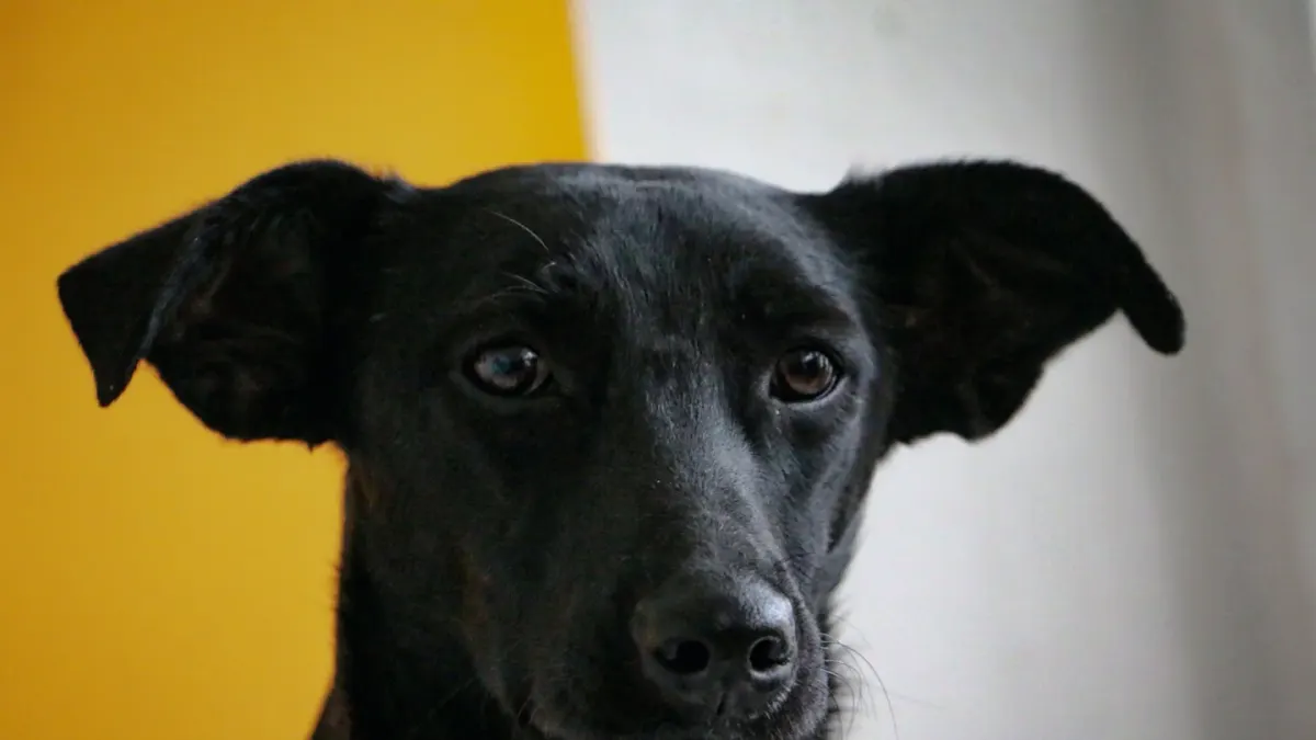 Dog portrait