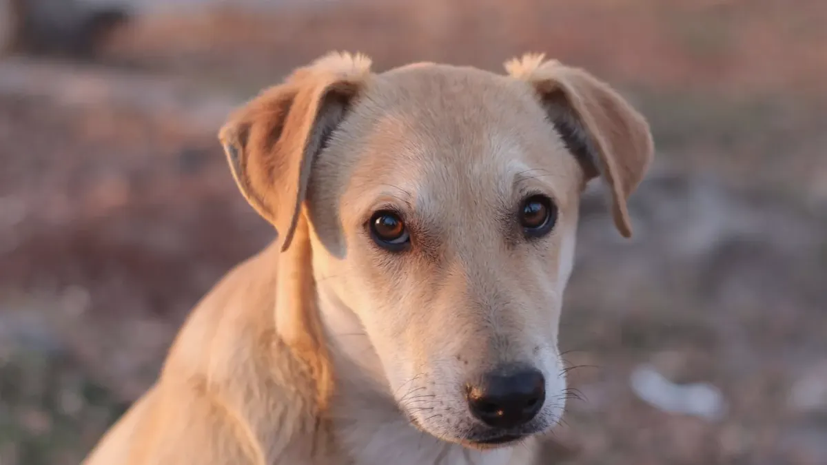 Dog portrait