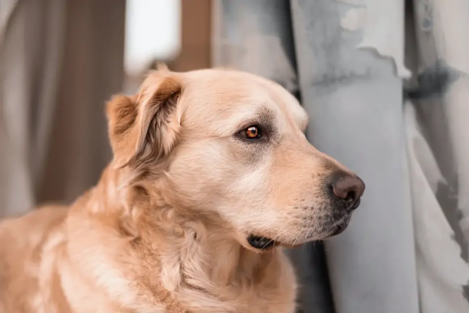 Dog portrait