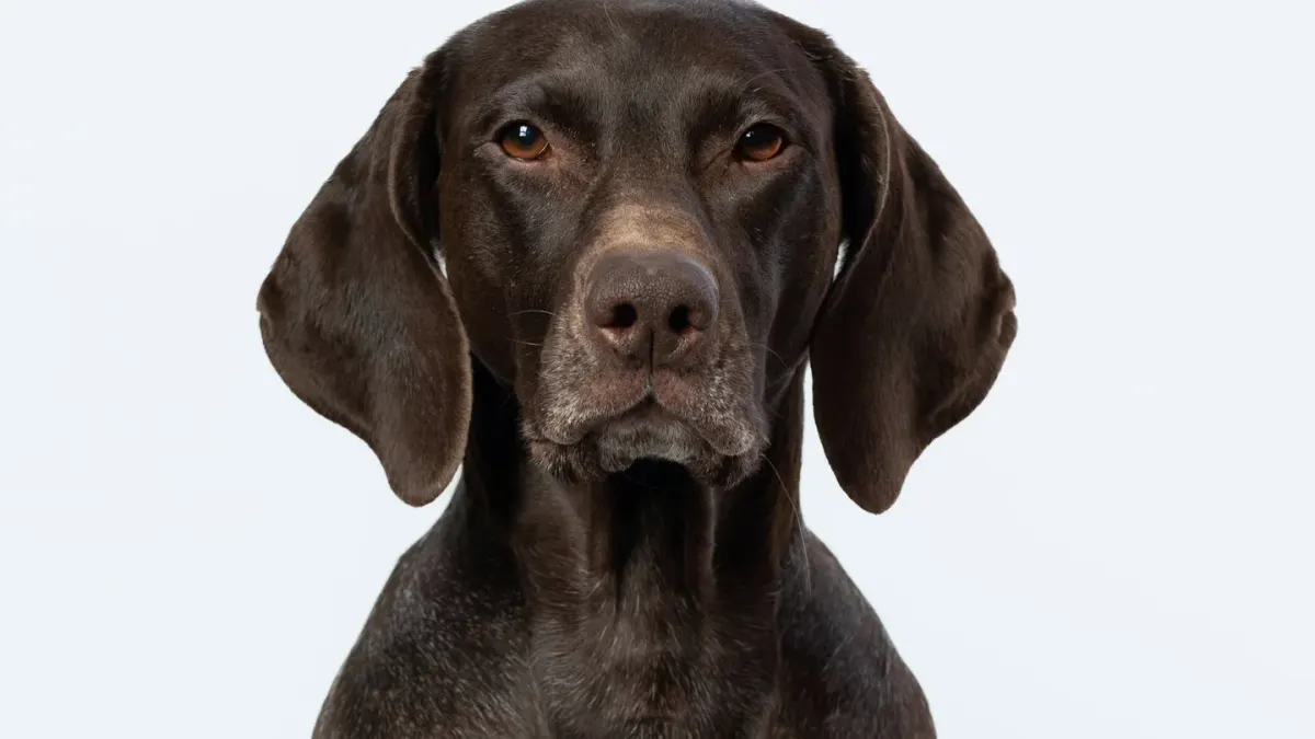 Dog portrait