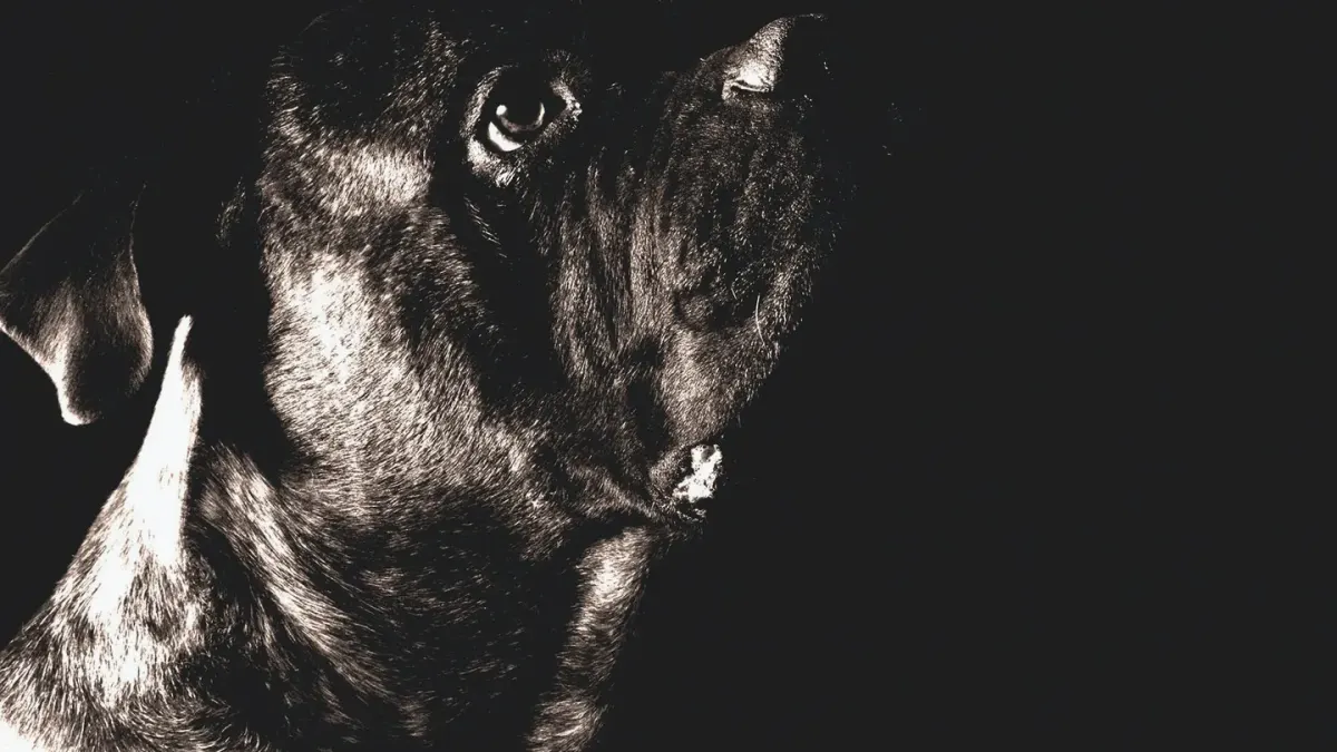 Dog portrait