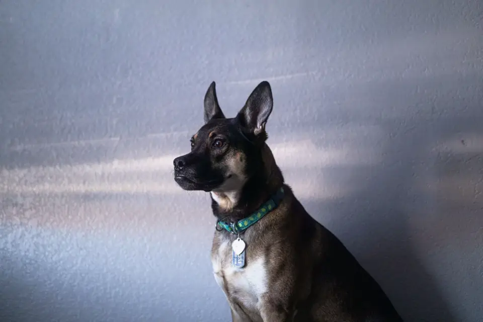 Dog portrait