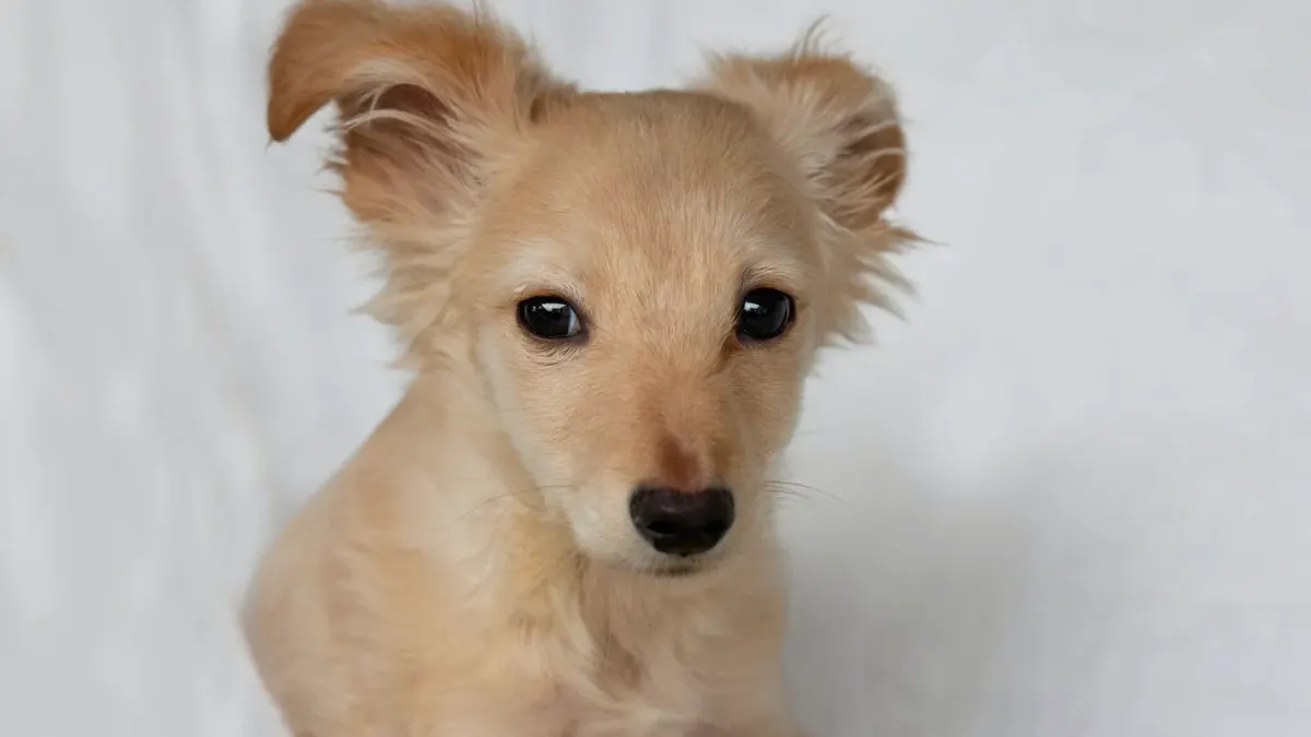 Dog portrait