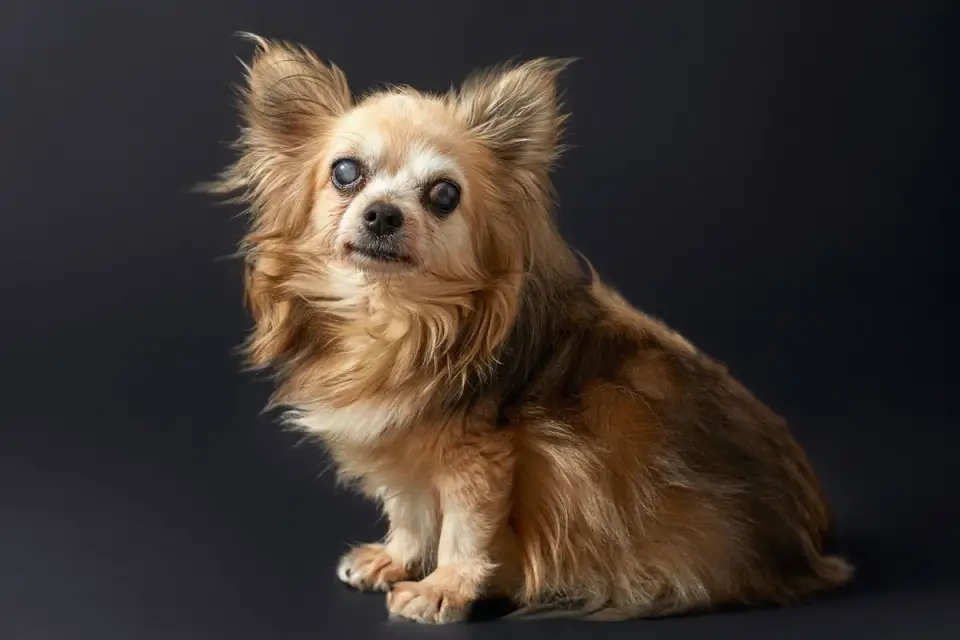 Dog portrait