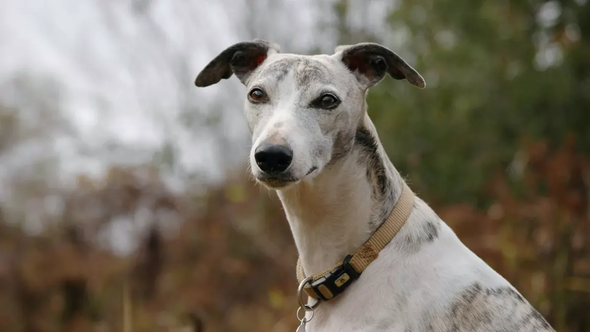 Dog portrait