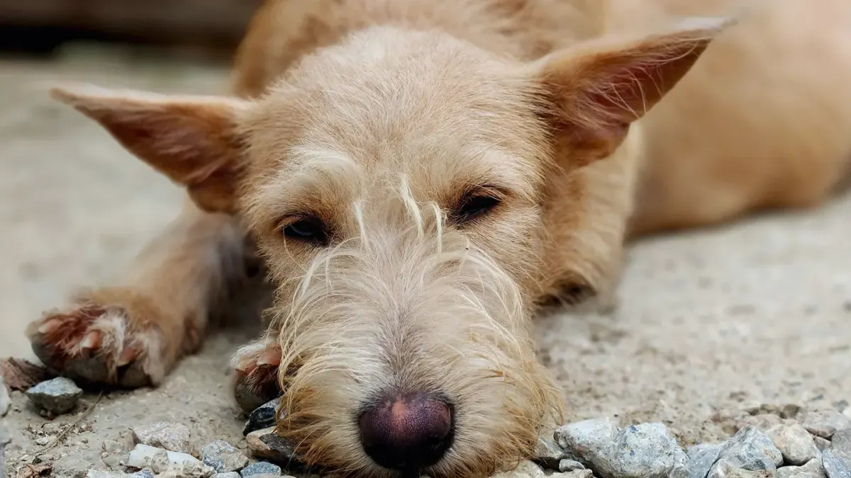 Dog portrait