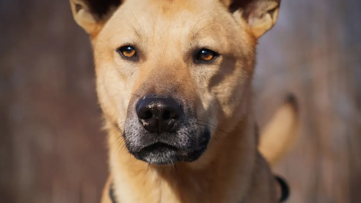 Dog portrait
