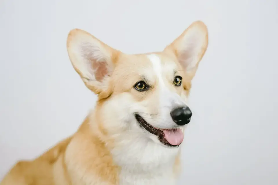 Dog portrait