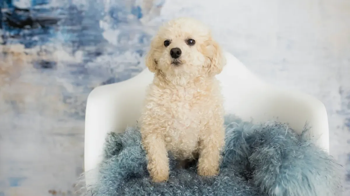 Dog portrait