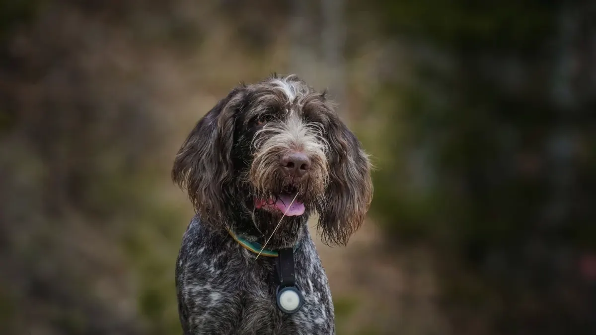 Dog portrait