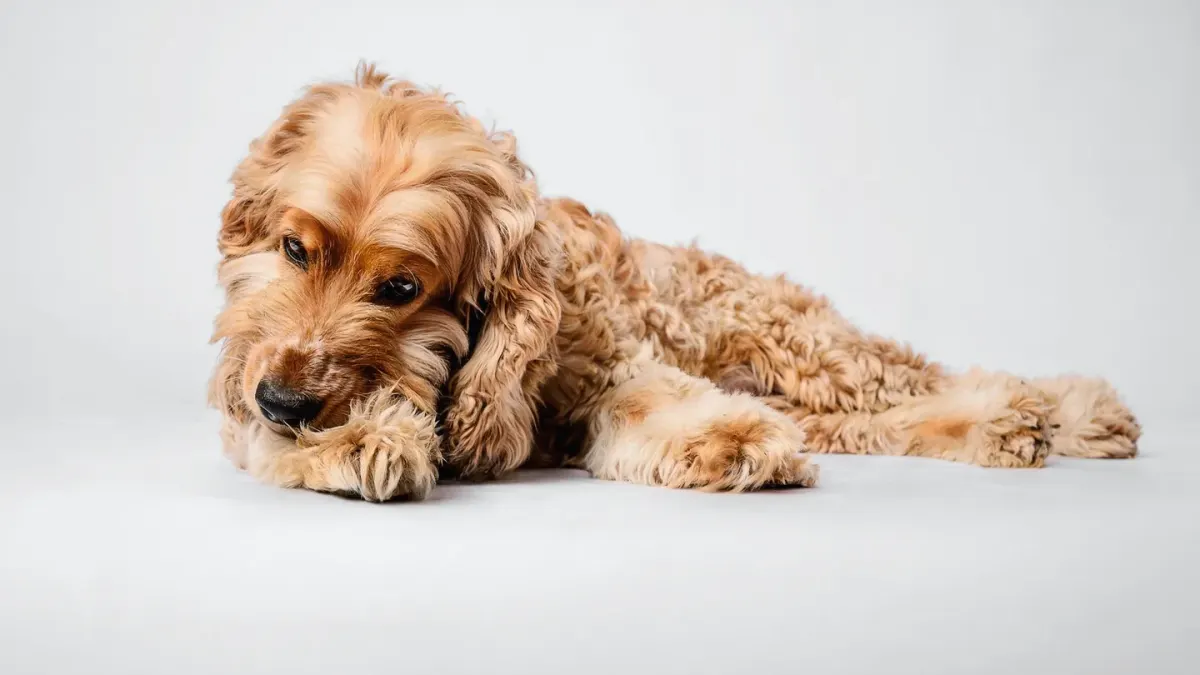 Dog portrait