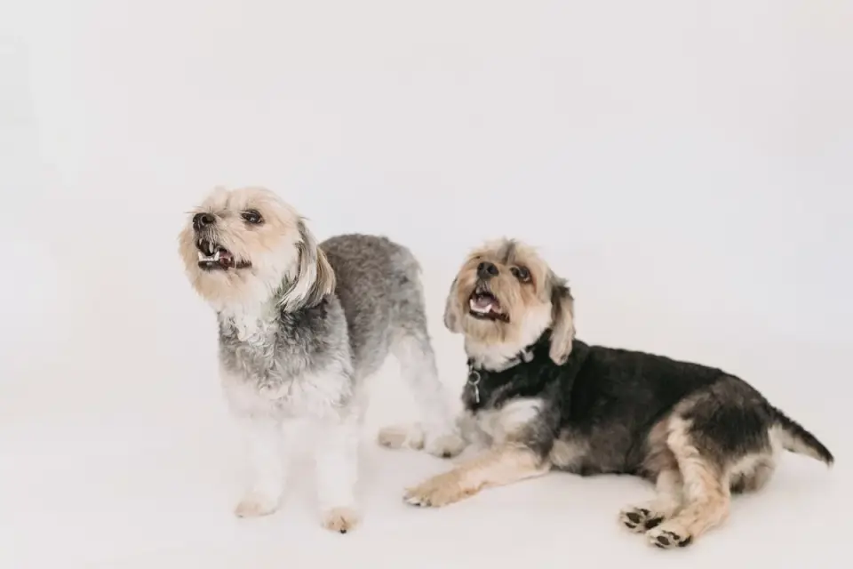 Dog portrait