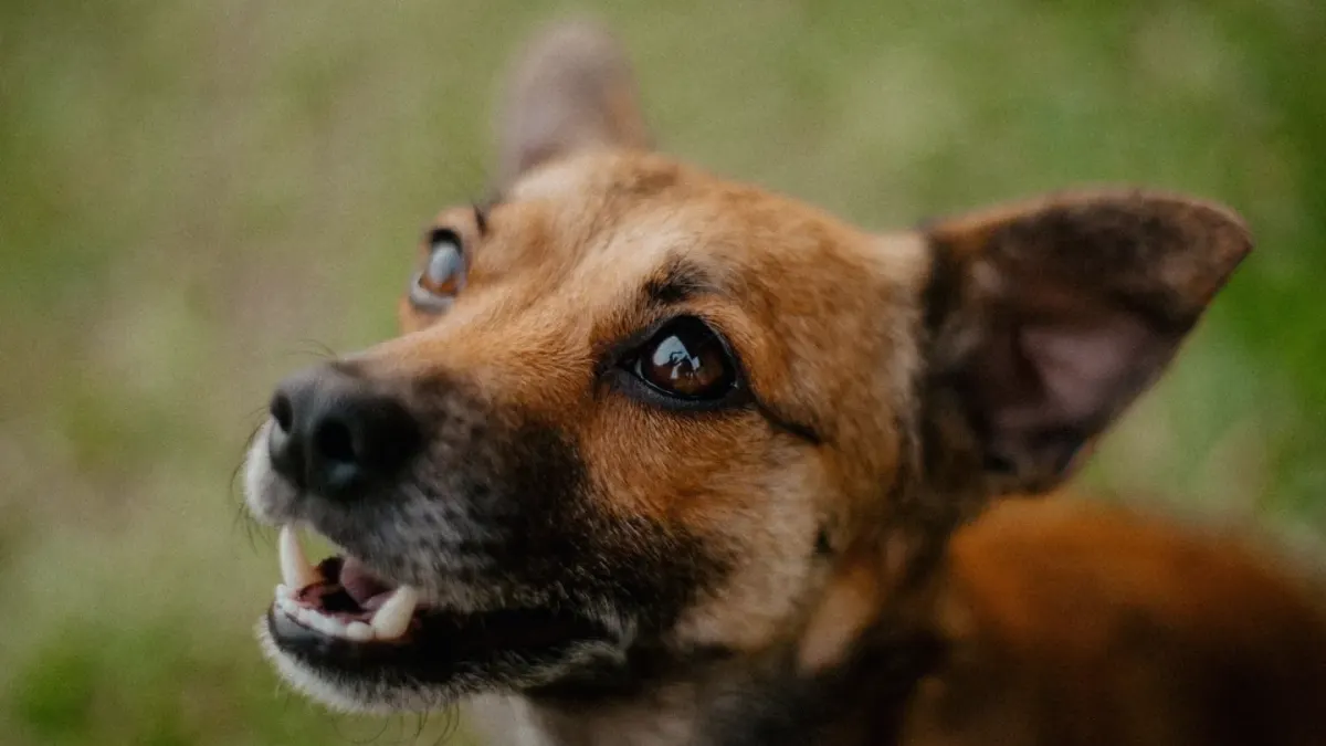 Dog portrait