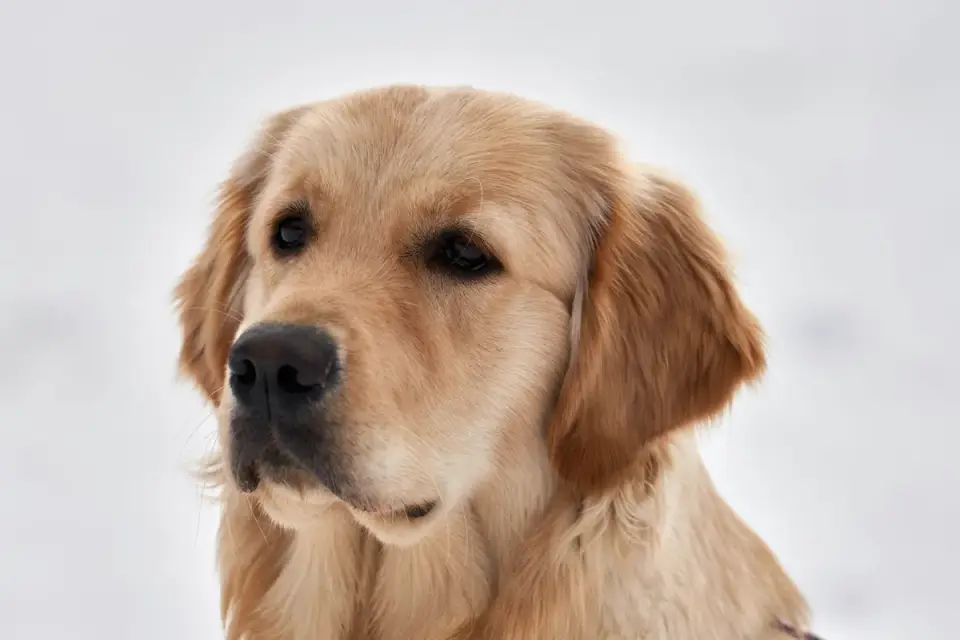 Dog portrait