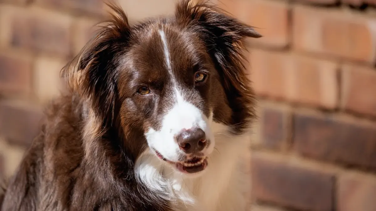 Dog portrait