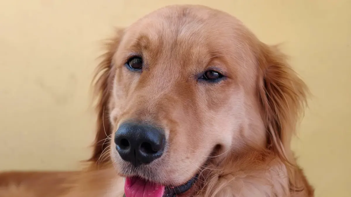 Dog portrait