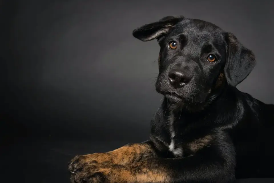 Dog portrait