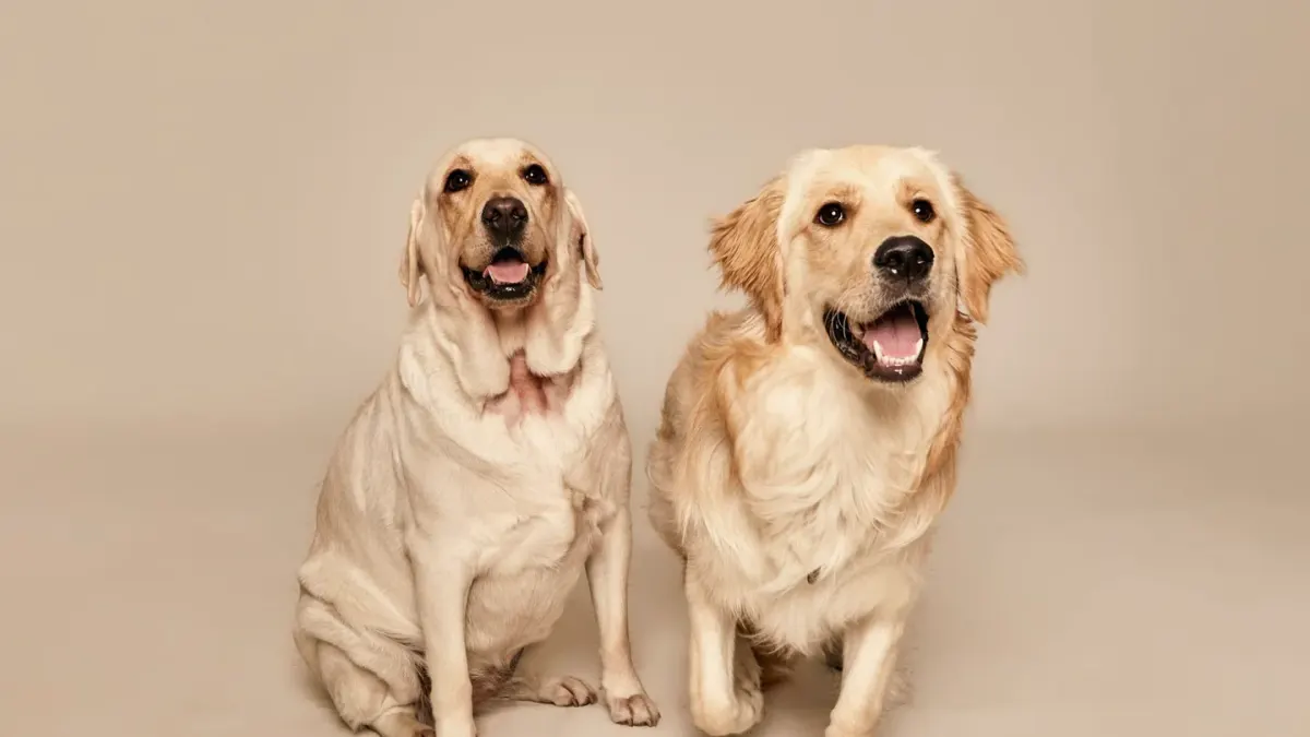 Dog portrait