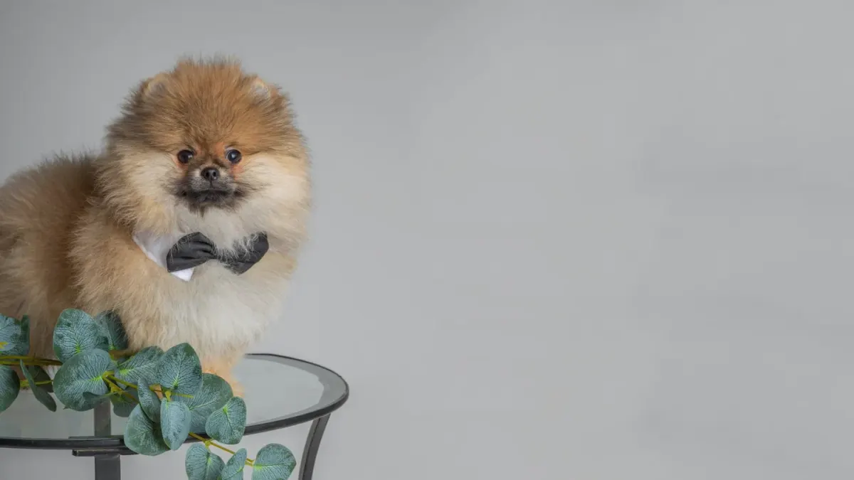 Dog portrait