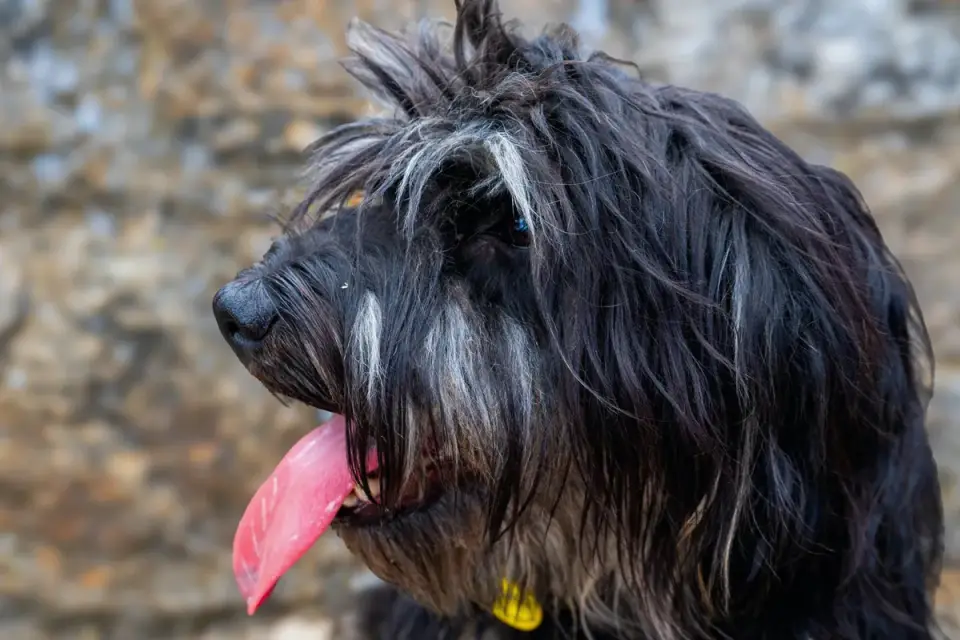 Dog portrait