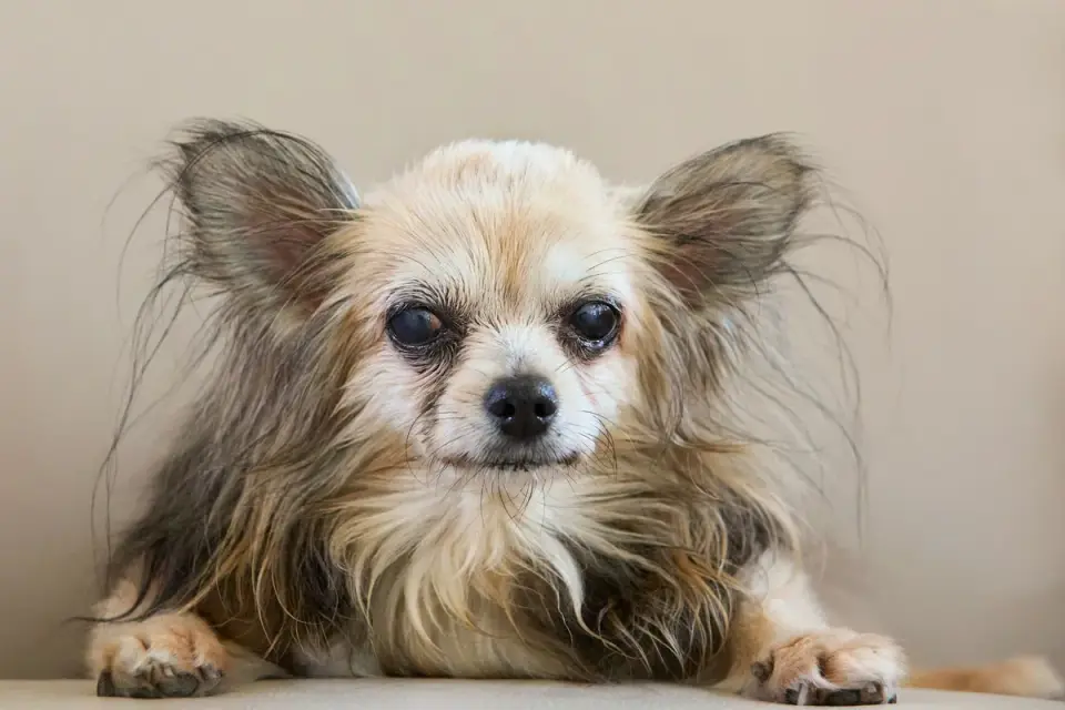 Dog portrait