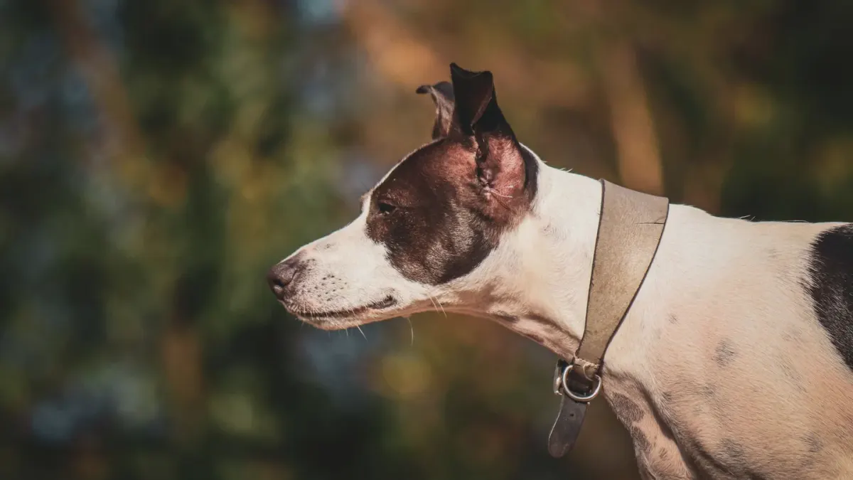 Dog profile portrait