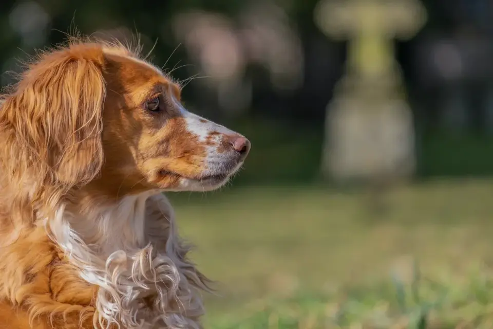 Dog profile portrait