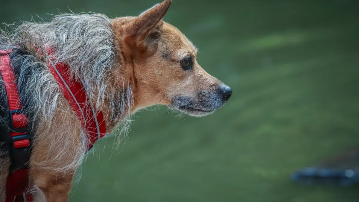Dog profile portrait