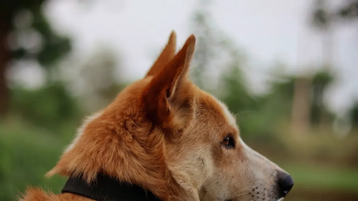 Dog profile portrait