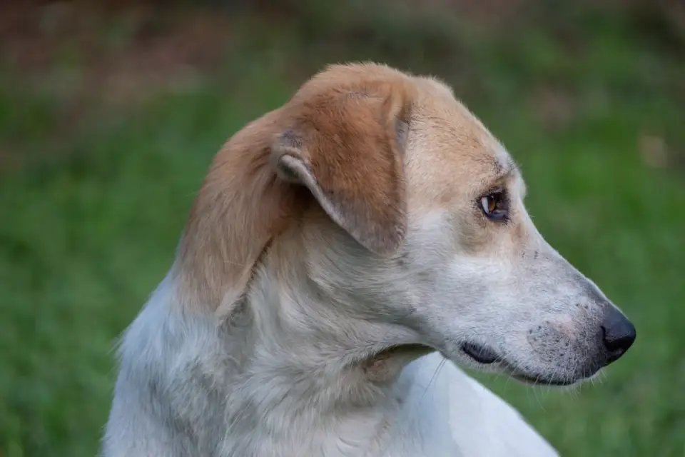 Dog profile portrait