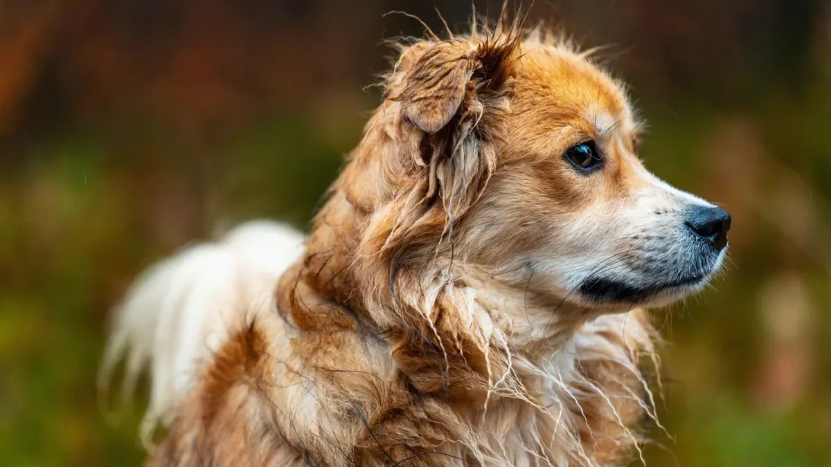 Dog profile portrait