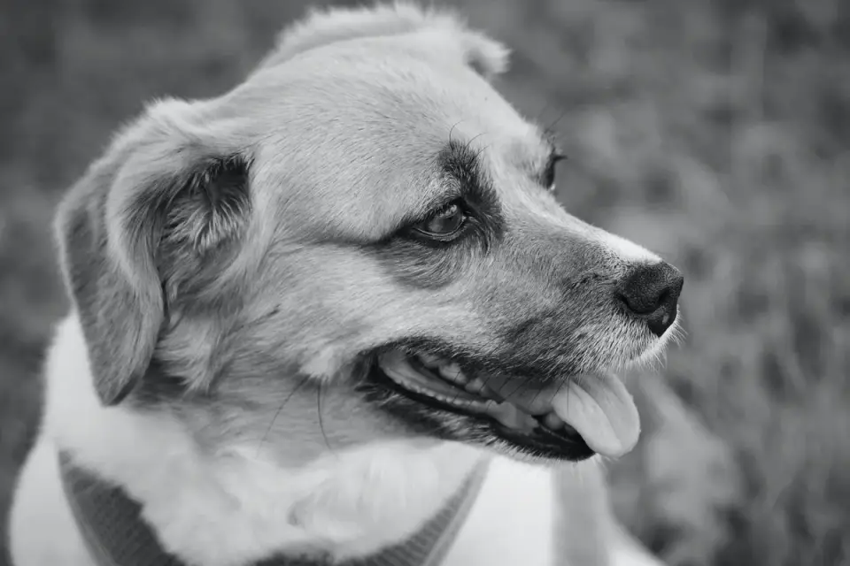 Dog profile portrait