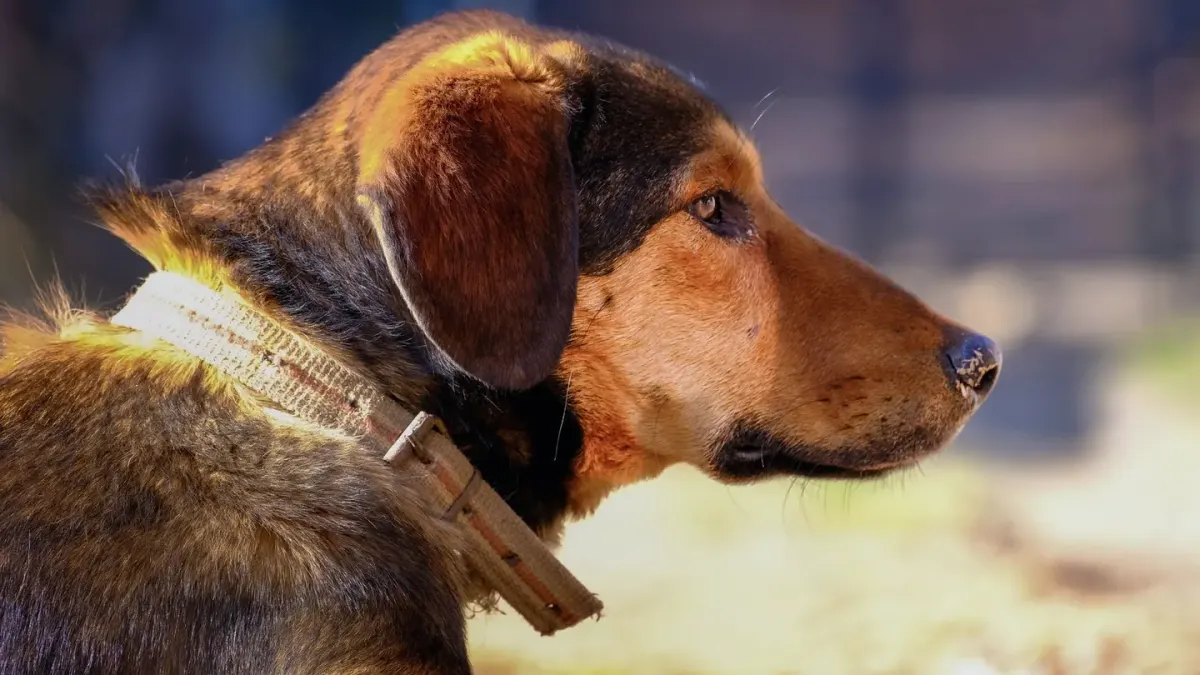 Dog profile portrait