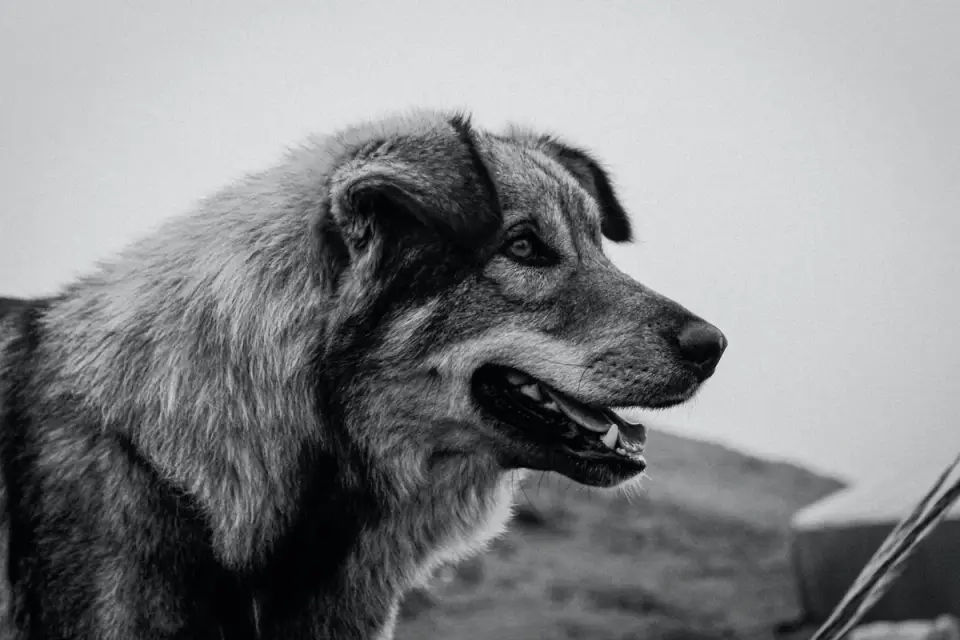 Dog profile portrait