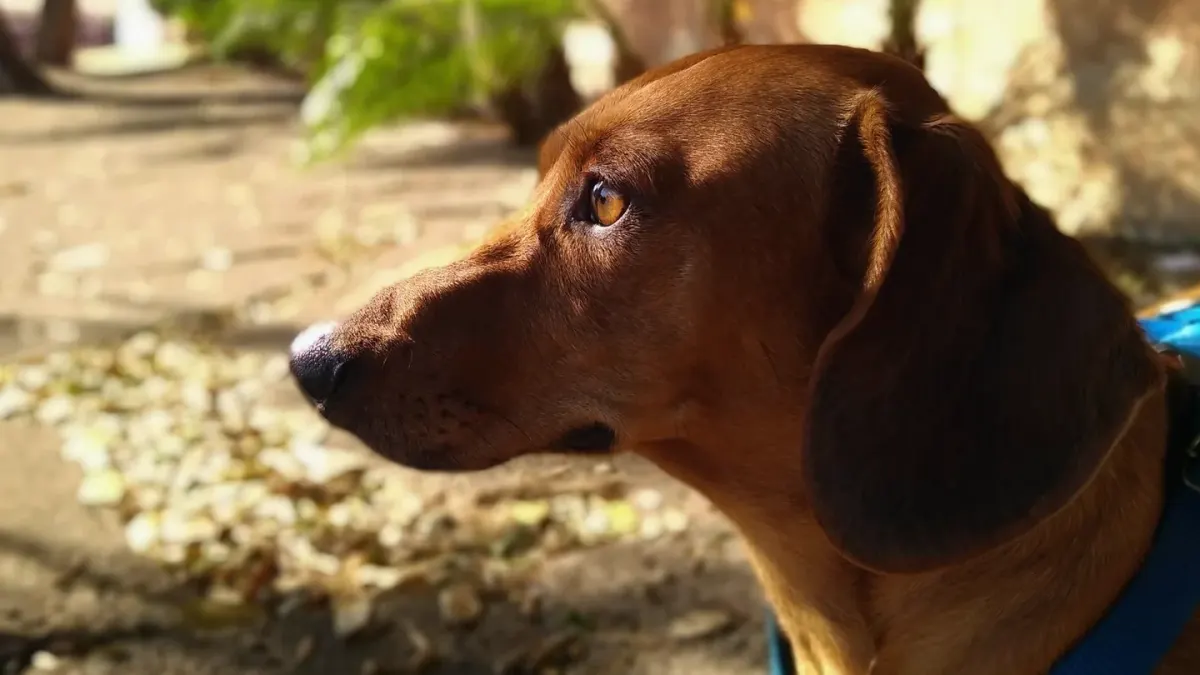 Dog profile portrait