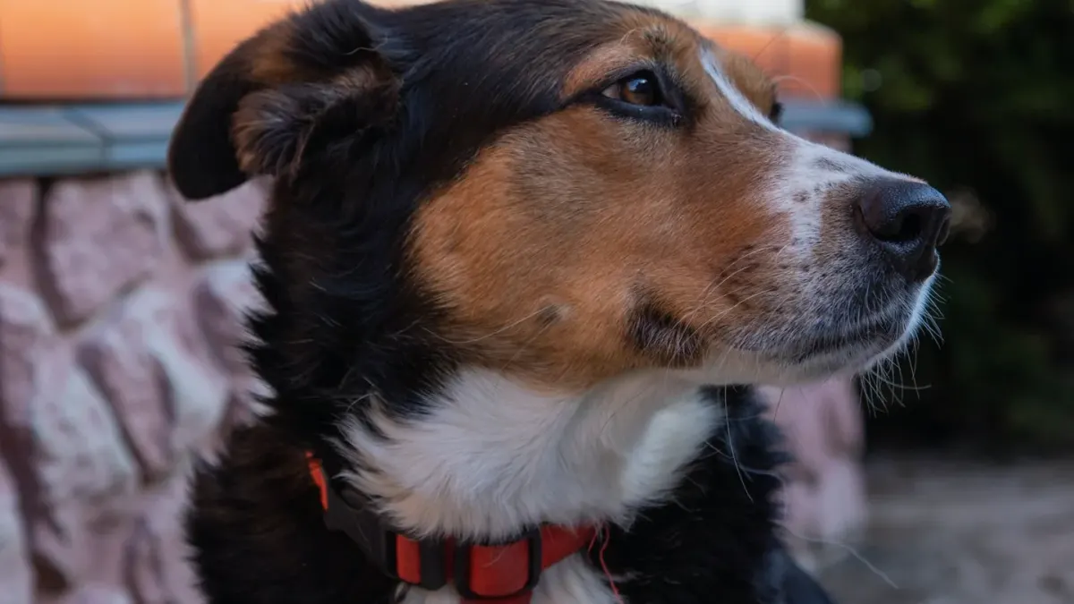Dog profile portrait