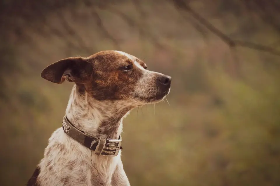 Dog profile portrait