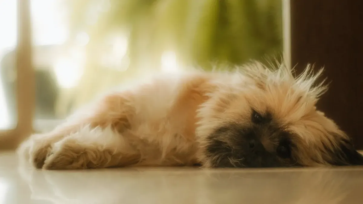 Dog resting at home