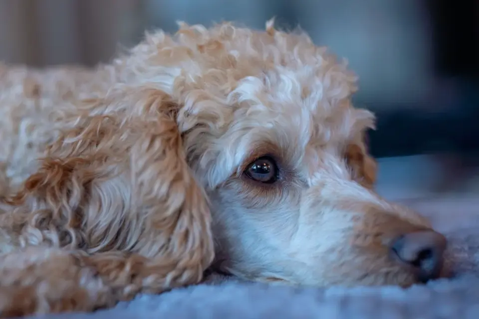 Dog resting at home