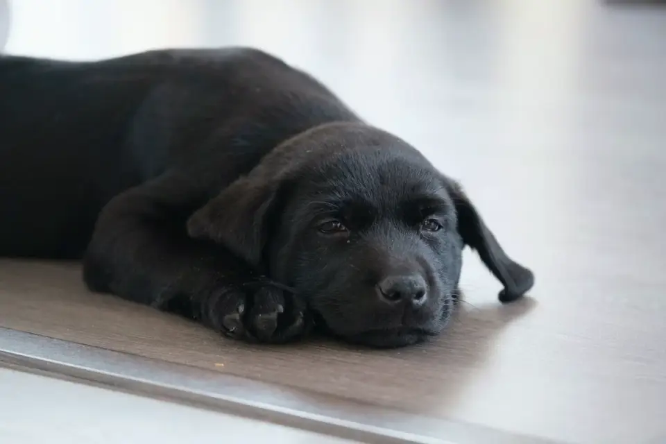Dog resting at home