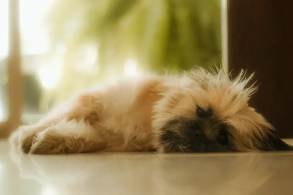Dog resting at home