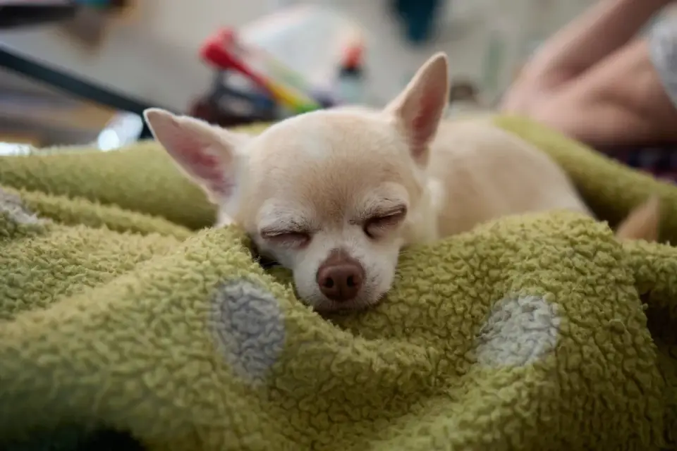 Dog resting at home