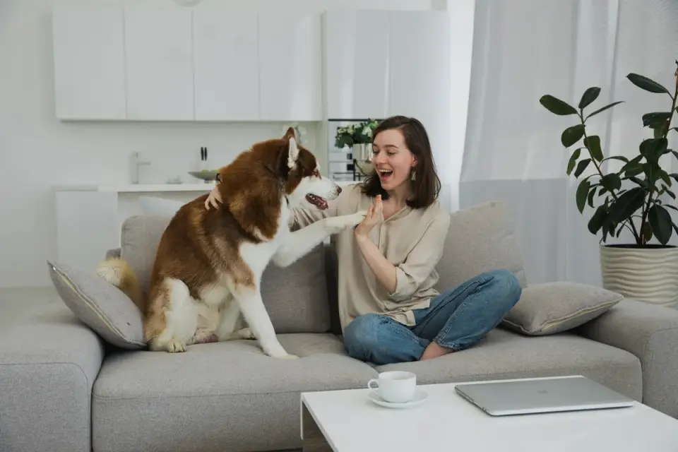 Dog resting beside an owner